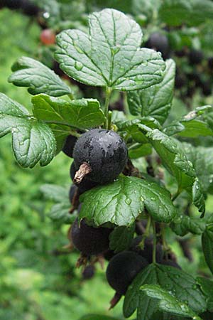 Ribes uva-crispa \ Stachelbeere / Gooseberry, D Pforzheim 23.6.2007