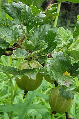 Ribes uva-crispa \ Stachelbeere, D Pforzheim 23.6.2007