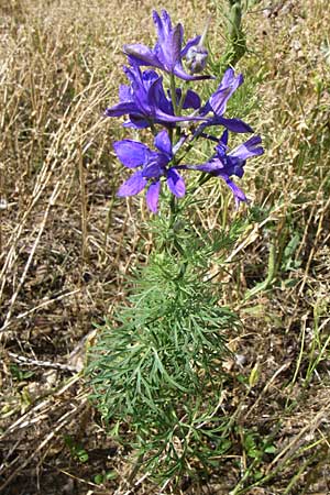 Delphinium ajacis \ Garten-Rittersporn / Larkspur, D Rheinhessen, Flonheim 14.6.2008