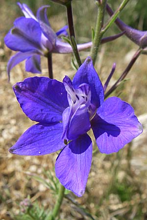 Delphinium ajacis / Larkspur, D Rheinhessen, Flonheim 14.6.2008