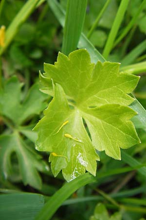 Ranunculus auricomus specE ? \ Gold-Hahnenfu / Goldilocks, D Kleinrheinfeld 5.5.2013