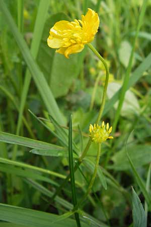 Ranunculus auricomus specE ? \ Gold-Hahnenfu / Goldilocks, D Kleinrheinfeld 5.5.2013