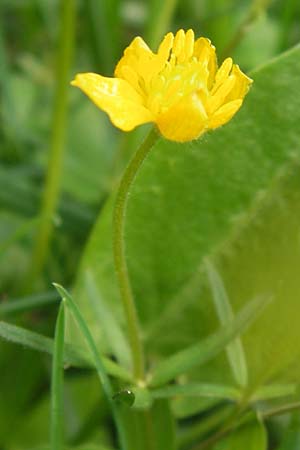 Ranunculus integerrimus s.l. \ Ungezhnter Gold-Hahnenfu / Nontoothed Goldilocks, D Kleinrheinfeld 5.5.2013