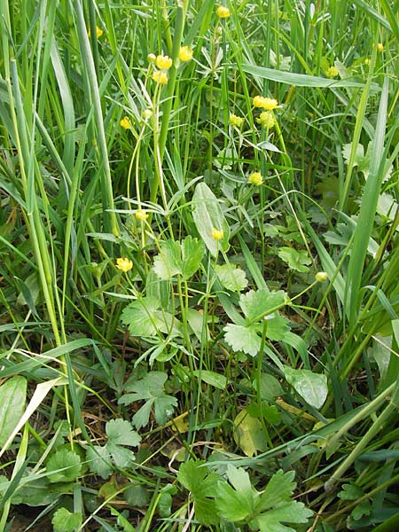 Ranunculus integerrimus s.l. \ Ungezhnter Gold-Hahnenfu, D Kleinrheinfeld 5.5.2013