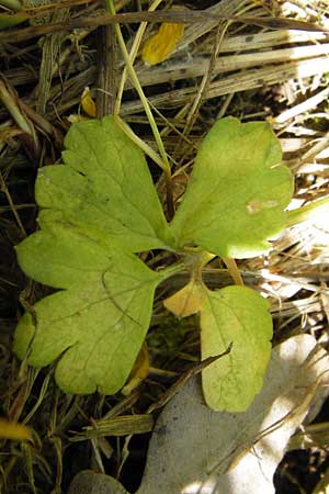 Ranunculus lucorum \ Hain-Gold-Hahnenfu / Grove Goldilocks, D Mainberg 5.5.2013