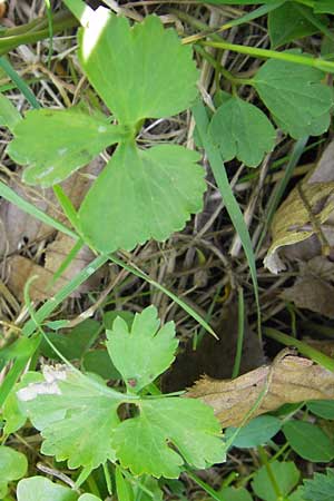 Ranunculus lucorum \ Hain-Gold-Hahnenfu / Grove Goldilocks, D Mainberg 5.5.2013