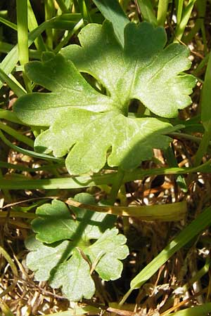 Ranunculus irregularis \ Ungleichmiger Gold-Hahnenfu / Irregular Goldilocks, D Mainberg 5.5.2013