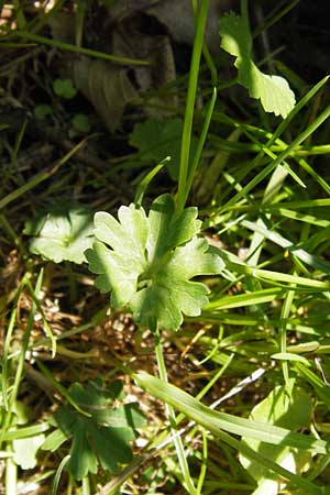 Ranunculus irregularis / Irregular Goldilocks, D Mainberg 5.5.2013