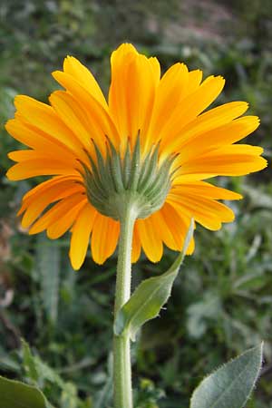 Calendula officinalis \ Garten-Ringelblume, D Mannheim 6.9.2013