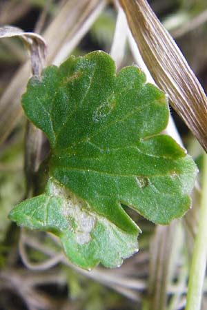 Ranunculus irregularis \ Ungleichmiger Gold-Hahnenfu / Irregular Goldilocks, D Mainberg 27.3.2014