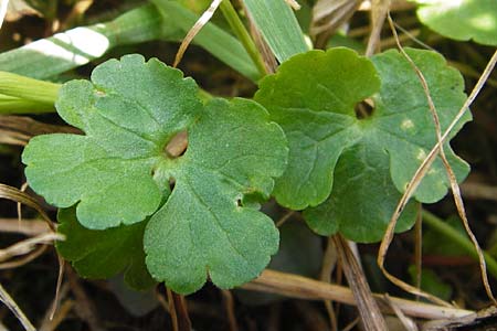 Ranunculus irregularis \ Ungleichmiger Gold-Hahnenfu / Irregular Goldilocks, D Mainberg 27.3.2014