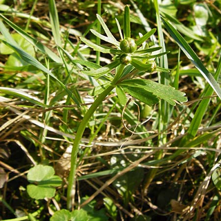 Ranunculus irregularis \ Ungleichmiger Gold-Hahnenfu / Irregular Goldilocks, D Mainberg 27.3.2014