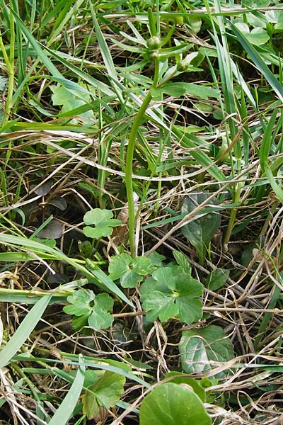 Ranunculus irregularis / Irregular Goldilocks, D Mainberg 27.3.2014