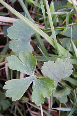 Ranunculus integerrimus s.l. \ Ungezhnter Gold-Hahnenfu / Nontoothed Goldilocks, D Kleinrheinfeld 27.3.2014