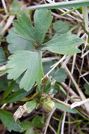 Ranunculus integerrimus s.l. \ Ungezhnter Gold-Hahnenfu / Nontoothed Goldilocks, D Kleinrheinfeld 27.3.2014