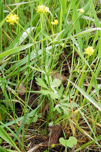 Ranunculus indecorus s.l. \ Unaufflliger Gold-Hahnenfu / Inconspicuous Goldilocks, D Deuerling 2.5.2014