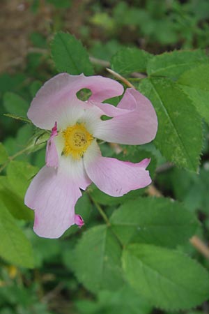 Rosa jundzillii \ Raublttrige Rose / Large-Leaved Rose, D Heppenheim 11.5.2011