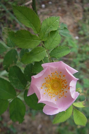 Rosa jundzillii \ Raublttrige Rose / Large-Leaved Rose, D Heppenheim 11.5.2011