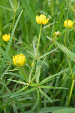 Ranunculus integerrimus s.l. \ Ungezhnter Gold-Hahnenfu / Nontoothed Goldilocks, D Kleinrheinfeld 5.5.2013