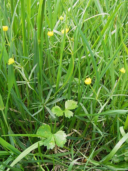 Ranunculus integerrimus s.l. \ Ungezhnter Gold-Hahnenfu, D Kleinrheinfeld 5.5.2013