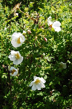 Rosa spinosissima \ Bibernellblttrige Rose / Burnet Rose, D Wetzlar 17.5.2014