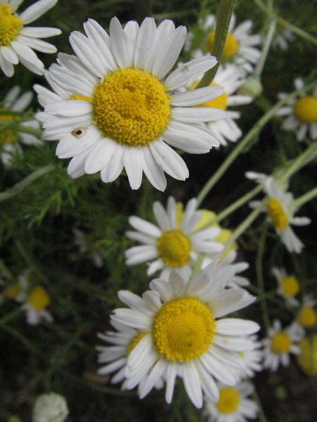 Chamaemelum nobile / Chamomile, D Lorsch 1.7.2007