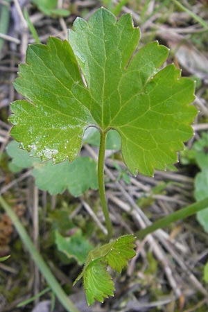 Ranunculus gratiosus \ Geflliger Gold-Hahnenfu, D Ketsch 20.4.2012