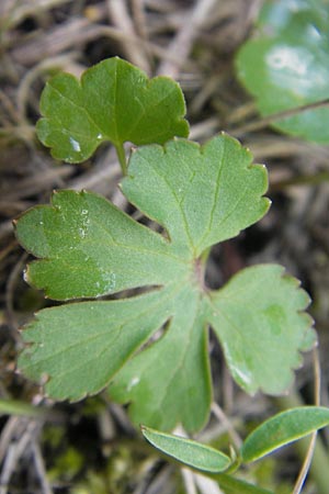 Ranunculus gratiosus \ Geflliger Gold-Hahnenfu, D Ketsch 20.4.2012