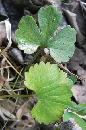 Ranunculus gratiosus \ Geflliger Gold-Hahnenfu / Pleasing Goldilocks, D Ketsch 20.4.2012