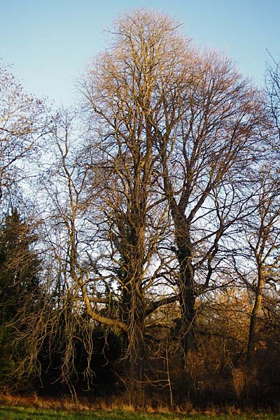 Aesculus hippocastanum \ Ross-Kastanie / Horse Chestnut, D Mannheim 30.12.2013