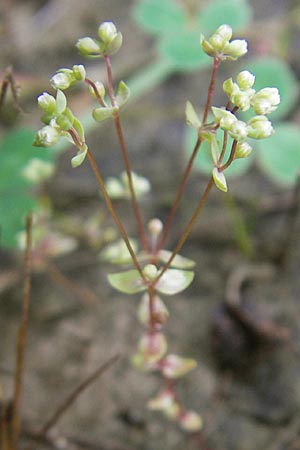 Radiola linoides \ Zwerg-Lein / Allseed, D Feuchtwangen 9.10.2009