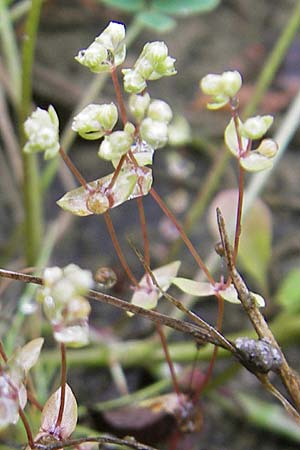 Radiola linoides / Allseed, D Feuchtwangen 9.10.2009