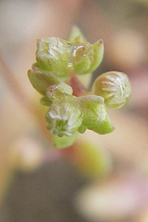 Radiola linoides \ Zwerg-Lein / Allseed, D Feuchtwangen 9.10.2009