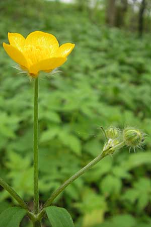 Ranunculus lanuginosus \ Wolliger Hahnenfu / Woolly-Leaved Buttercup, D Günzburg 8.5.2010