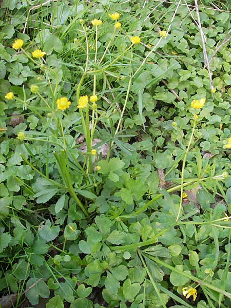 Ranunculus lucorum \ Hain-Gold-Hahnenfu / Grove Goldilocks, D Herxheim 11.4.2011