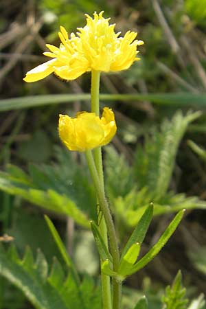 Ranunculus lucorum \ Hain-Gold-Hahnenfu / Grove Goldilocks, D Herxheim 11.4.2011