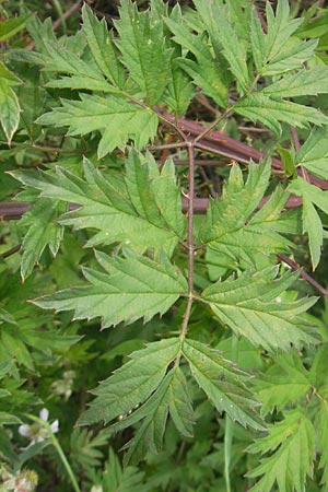 Rubus laciniatus \ Schlitzblttrige Brombeere / Cutleaf Blackberry, Evergreen Blackberry, D Waghäusel-Wiesental 24.6.2012