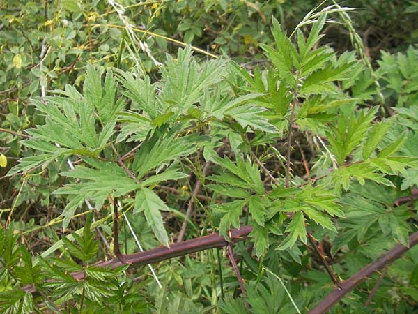 Rubus laciniatus \ Schlitzblttrige Brombeere / Cutleaf Blackberry, Evergreen Blackberry, D Waghäusel-Wiesental 24.6.2012