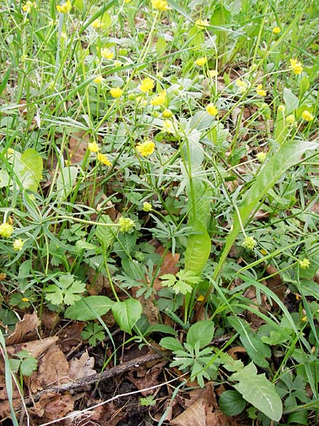 Ranunculus auricomus specC ? \ Gold-Hahnenfu / Goldilocks, D Gerolzhofen-Sulzheim 5.5.2013