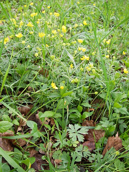 Ranunculus auricomus specC ? \ Gold-Hahnenfu / Goldilocks, D Gerolzhofen-Sulzheim 5.5.2013