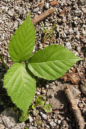 Rubus limitis \ Limes-Haselblatt-Brombeere, D Odenwald, Juhöhe 28.8.2013