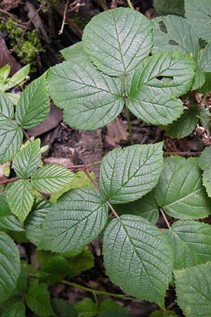 Rubus limitis \ Limes-Haselblatt-Brombeere, D Odenwald, Juhöhe 28.8.2013