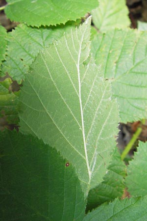 Rubus limitis \ Limes-Haselblatt-Brombeere, D Odenwald, Juhöhe 28.8.2013