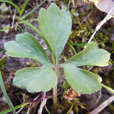 Ranunculus biformis ? \ Zweifrmiger Gold-Hahnenfu / Two-Form Goldilocks, D Ludwigshafen 12.3.2014