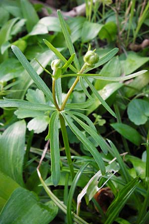 Ranunculus lucorum \ Hain-Gold-Hahnenfu / Grove Goldilocks, D Bensheim-Langwaden 24.3.2014