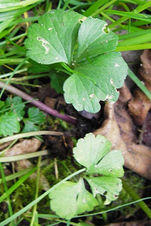 Ranunculus lucorum \ Hain-Gold-Hahnenfu / Grove Goldilocks, D Mannheim 6.4.2014