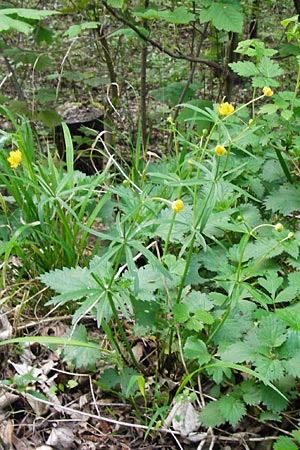 Ranunculus lucorum \ Hain-Gold-Hahnenfu / Grove Goldilocks, D Mannheim 6.4.2014
