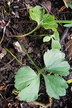 Ranunculus lucorum \ Hain-Gold-Hahnenfu / Grove Goldilocks, D Mannheim 8.4.2014