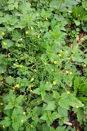 Ranunculus lucorum \ Hain-Gold-Hahnenfu / Grove Goldilocks, D Mannheim 8.4.2014