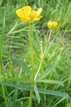 Ranunculus megacarpus \ Grofrchtiger Gold-Hahnenfu / Big-Fruited Goldilocks, D Krumbach 8.5.2010